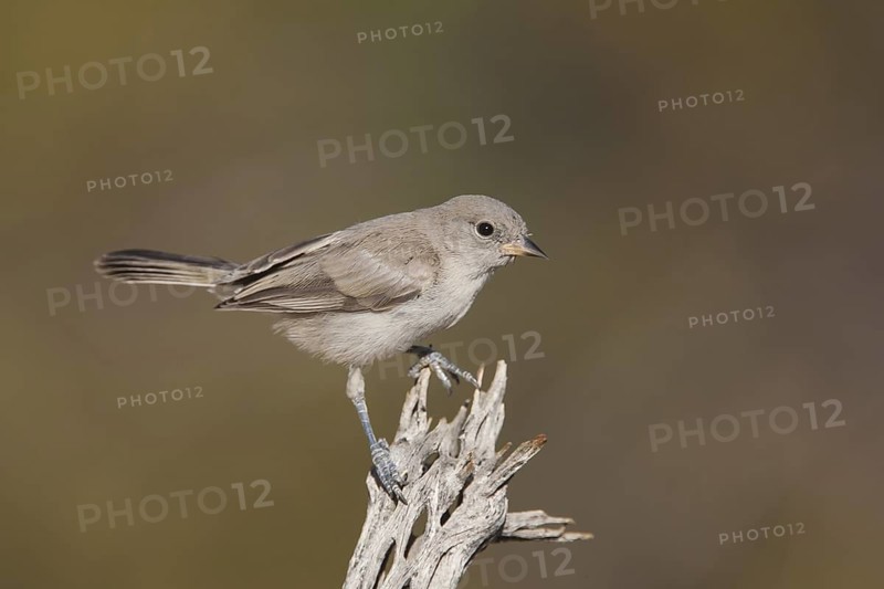 Verdin (Auriparus flaviceps), California, USA
