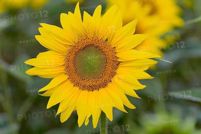 Sunflower field, sunflower (Helianthus annuus) in bloom, close-up, North Rhine-Westphalia, Germany