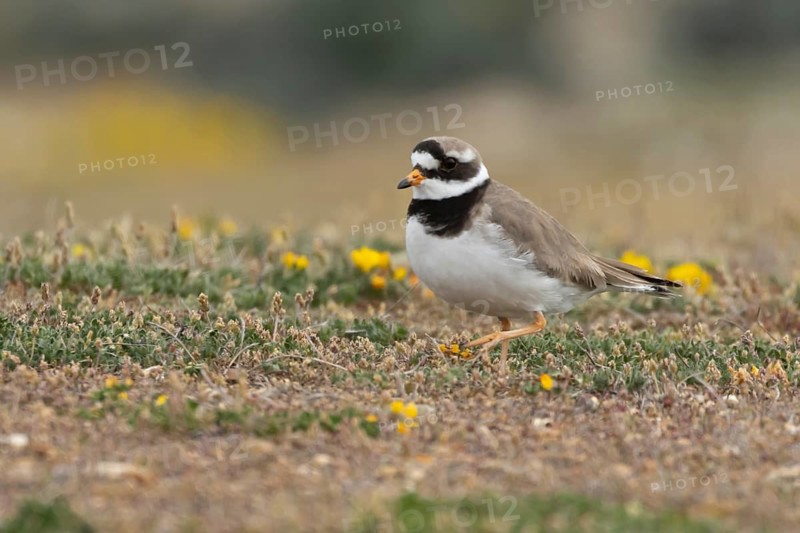 Ringed plover (Charadrius hiaticula) adult wading bird on a shingle dune in spring, Suffolk, England, United Kingdom