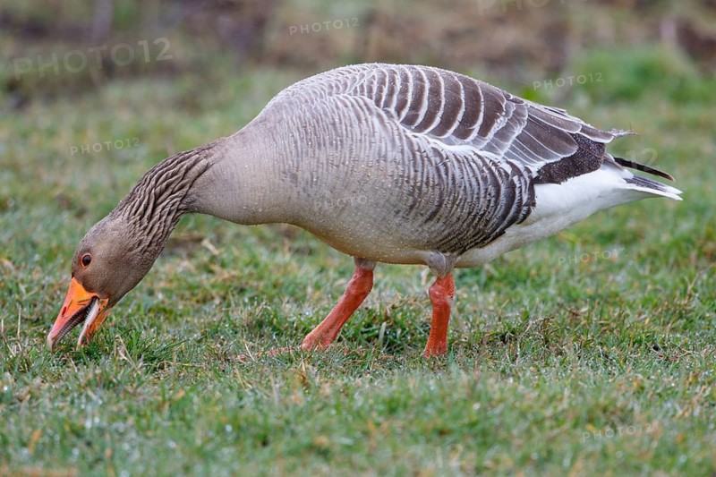 Greylag Goose (Anser anser) foraging, Netherlands
