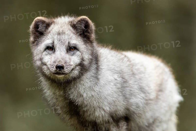 A close-up of an arctic fox (Alopex lagopus)