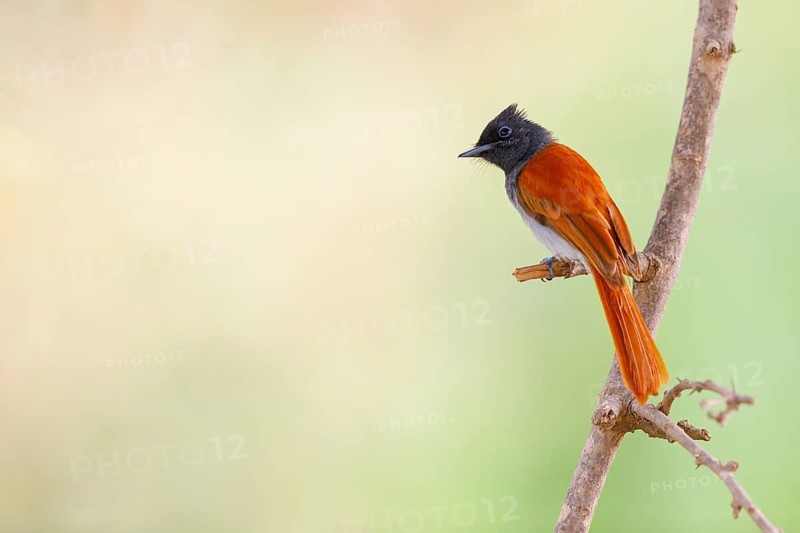 African Paradise Flycatcher, African Paradise-Flycatcher, African Paradise-flycatcher, (Terpsiphone viridis), Tchitrec d'Afrique, Monarca-colilargo Africano, Tawi Atayr, Salalah, Dhofar, Oman