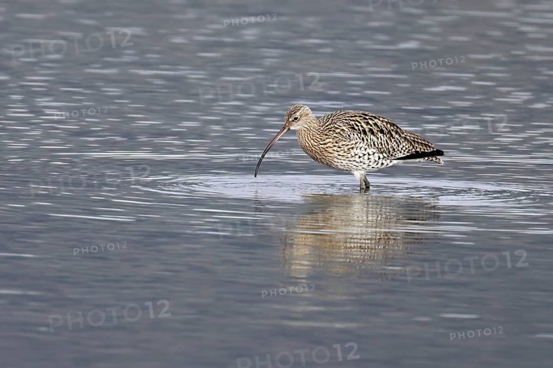 Eurasian curlew (Numenius arquata), foraging, Klingnauer Stausee nature reserve, Canton Aargau, Switzerland