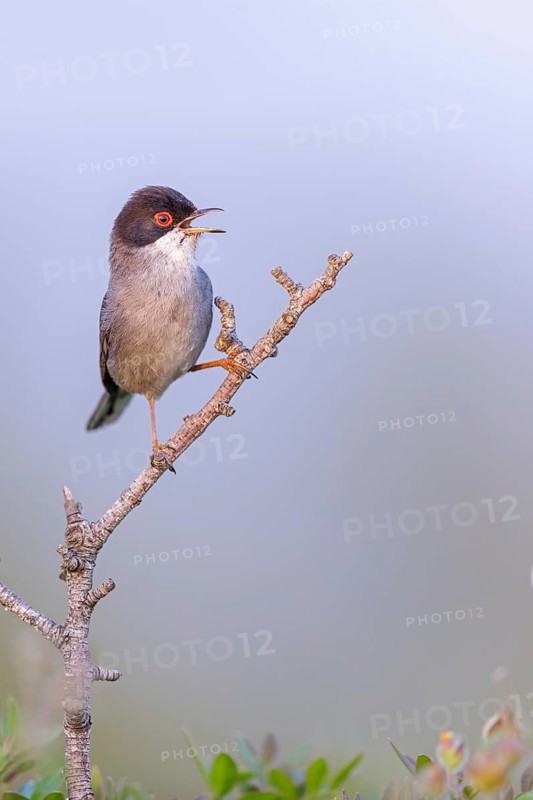 Velvet-headed warbler, (Sylvia melanocephala), warbler family, biotope, habitat, perch, foraging, Lesbos Island, Lesbos, Greece