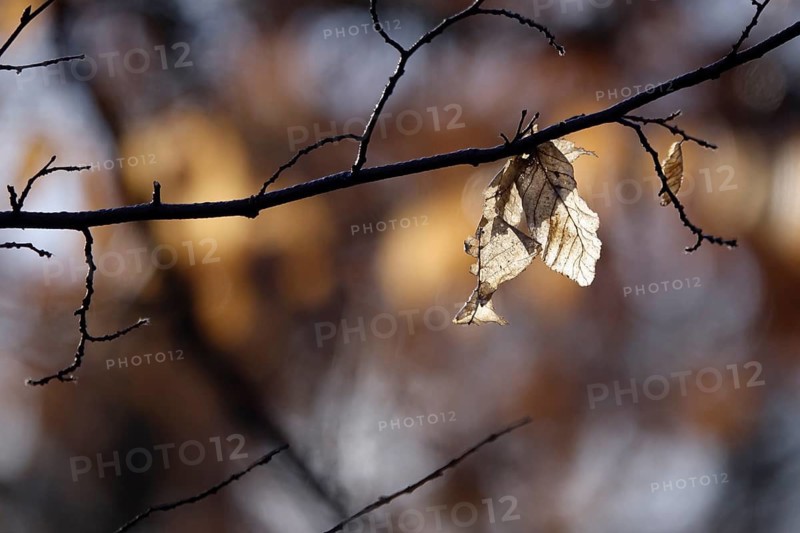 Autumn leaves on a branch, winter, Germany