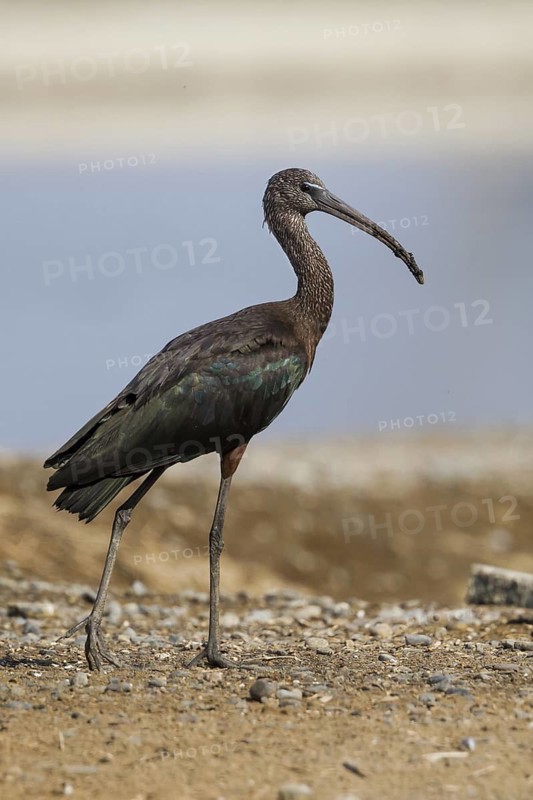 Glossy Ibis (Plegadis falcinellus), Oman