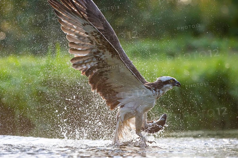 Western osprey (Pandion haliaetus) fishing, Finland