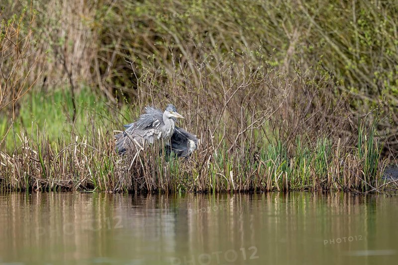 Grey heron (Ardea cinerea), Vulkaneifel, Rhineland-Palatinate, Germany