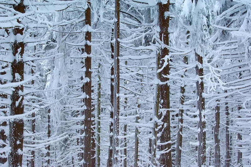 Snow-covered conifers in a dense forest, winter atmosphere, Brocken, Wernigerode, Harz, Harz National Park, Saxony-Anhalt, Germany
