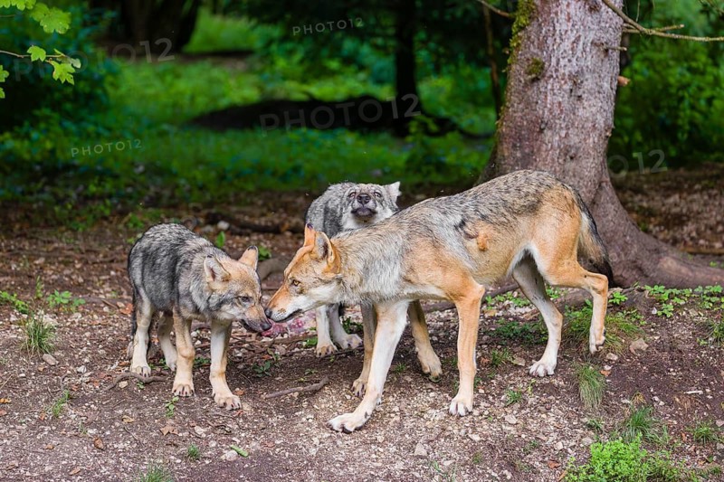 An adult grey she-wolf (Canis lupus lupus) and two of her pups are standing at the edge of the forest
