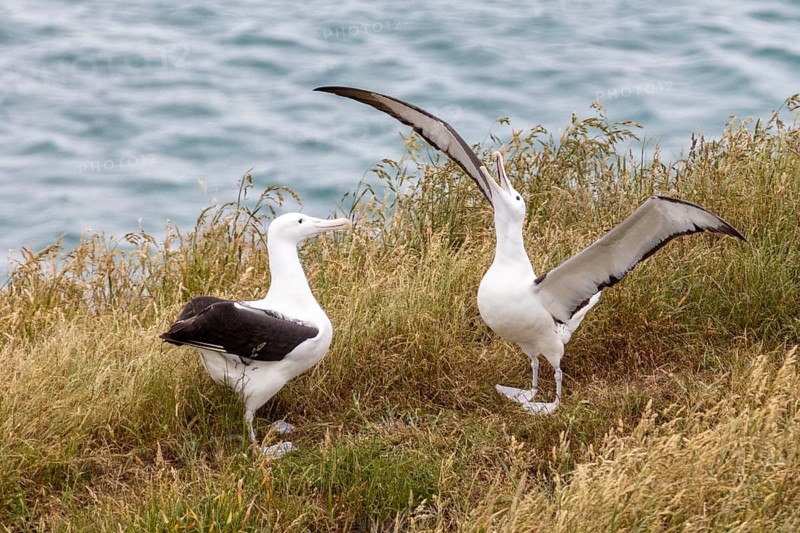 Albatros (Diomedea sanfordi), Taiaroa Head, Otago Peninsula, Neuseeland