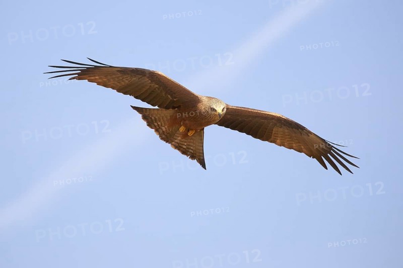 Black Kite (Milvus migrans) flying, Spain