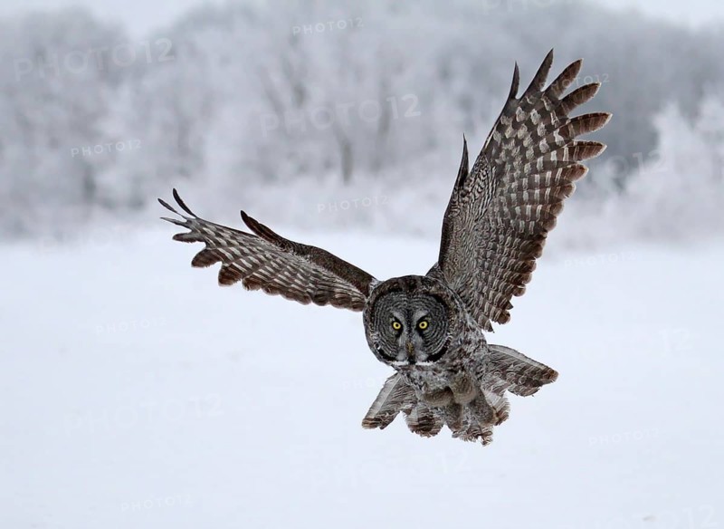 Great Grey Owl (Strix nebulosa) flying, Saskatchewan, Canada