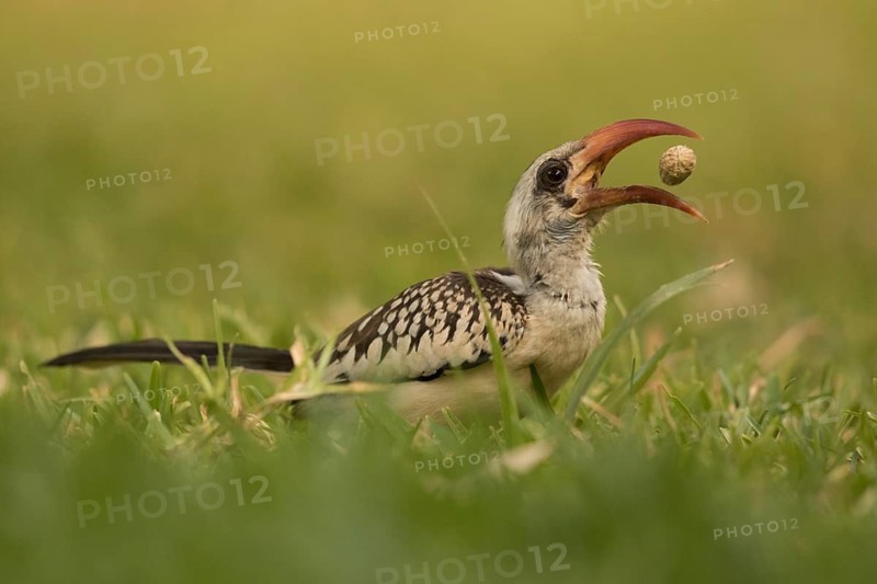 Western Red-billed Hornbill (Tockus kempi) eating peanut, Gambia