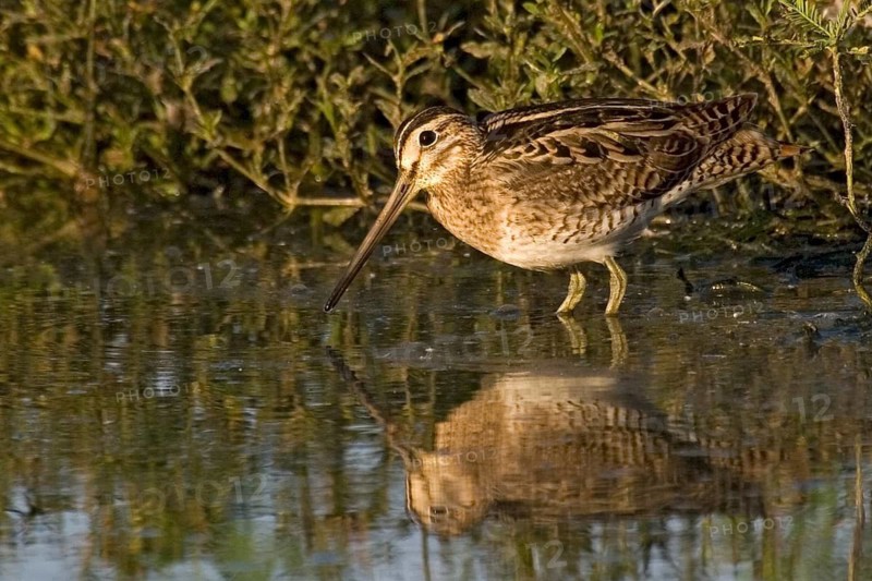 Swinhoe's Snipe (Gallinago megala), Western Australia, Australia