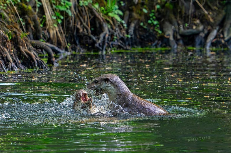 Two Eurasian otters, European river otter (Lutra lutra) play fighting in stream