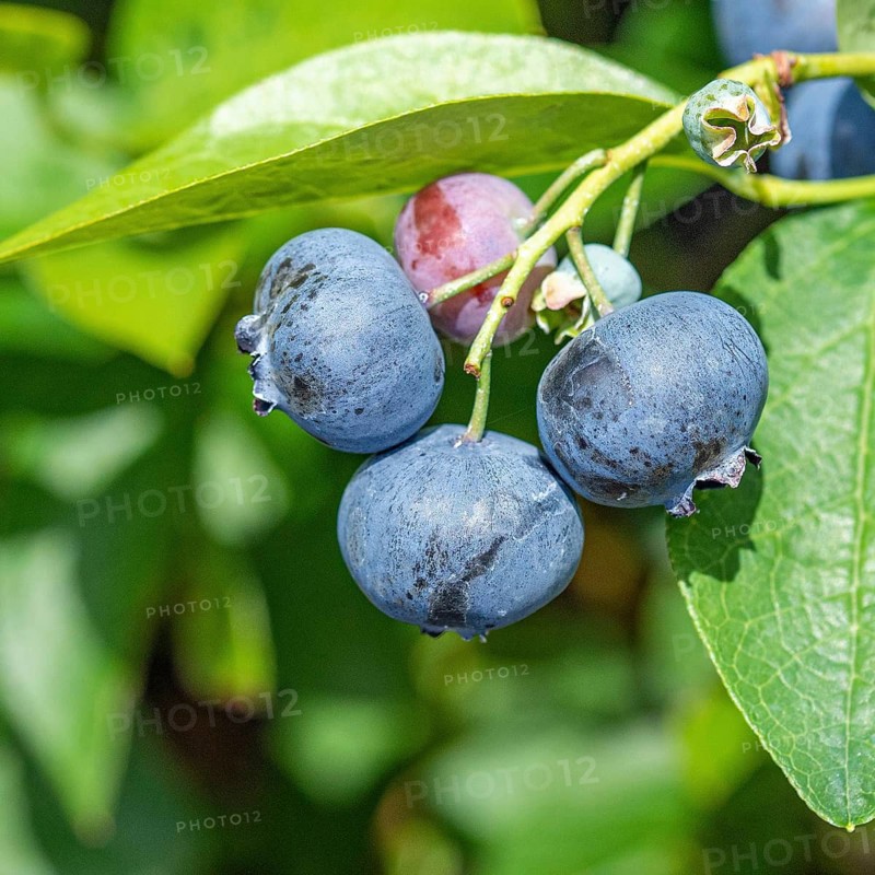 Blueberry (Vaccinium corymbosum 'Bluetta'), Cambridge Botanical Garden, Germany