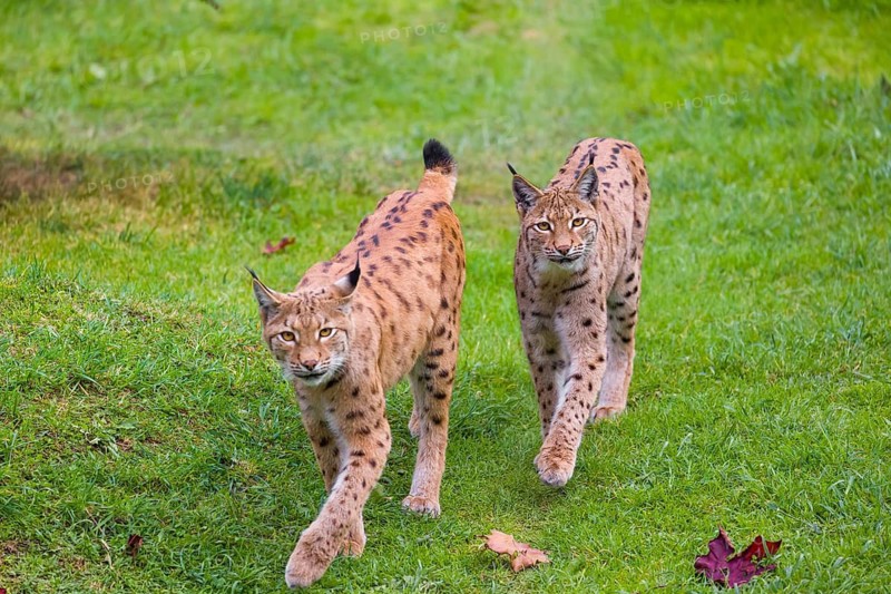 Two Eurasian lynx (Lynx lynx) plays walk side by side on a green meadow towards the camera