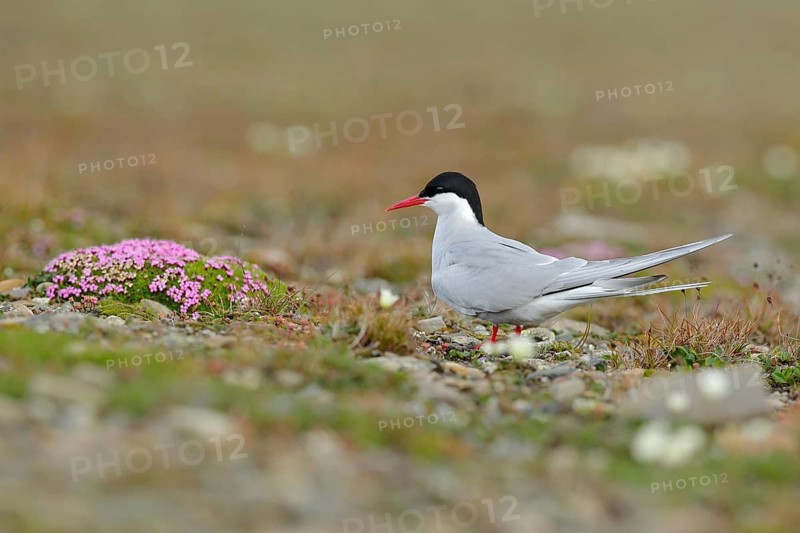 Arctic Tern, Sterna paradisaea, white bird with black cap, with Arctic landscape in background, Svalbard, Norway. Wildlife scene with bird from Svalbard. Pink flowers with bird