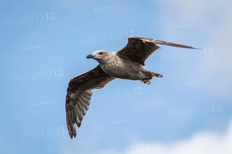 European Herring Gull (Larus argentatus), juvenile flying, East Yorkshire, United Kingdom