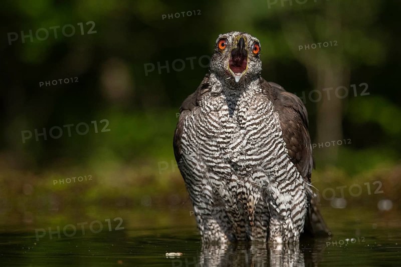 Northern Goshawk (Accipiter gentilis) calling at a waterhole, Subotica, Serbia