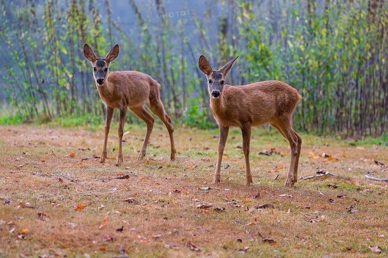 Two roe deer fawns (Capreolus capreolus) cross a meadow