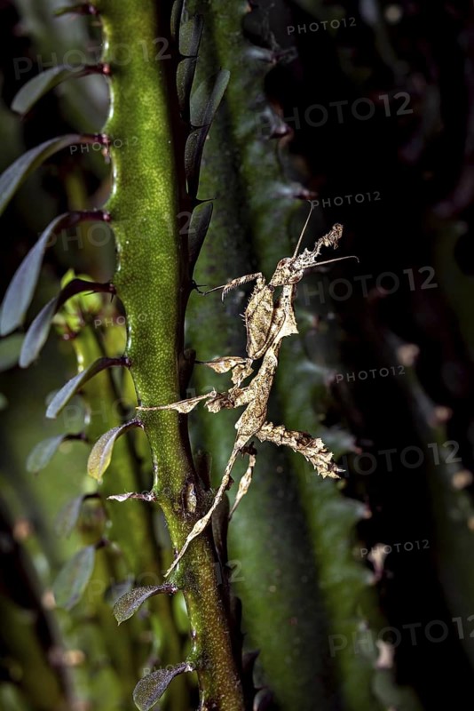 A leaf mantis camouflages itself on a green part of a plant in its natural environment, ghost mantis (Phyllocrania paradoxa)
