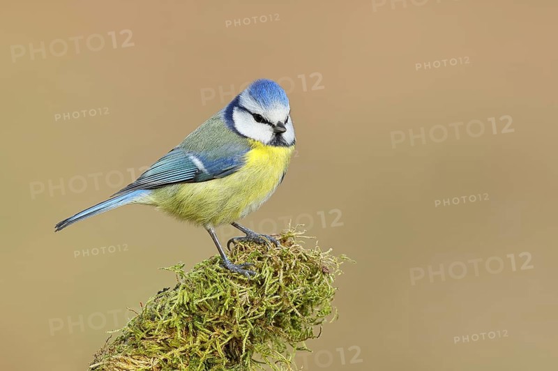 Blue tit (Parus caeruleus), sitting on moss-covered dead wood, Wilnsdorf, North Rhine-Westphalia, Germany