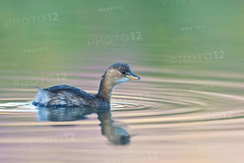 Little Grebe (Tachybaptus ruficollis), Tuscany, Italy