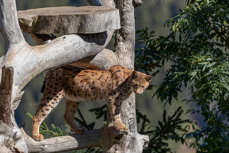 One Eurasian lynx, (Lynx lynx), standing high up on a dead tree. Frontal view with mountains and green vegetation in the background