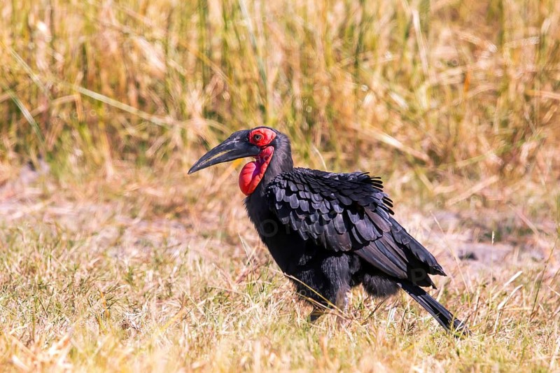Southern ground hornbill (Bucorvus leadbeateri) Botswana, Botswana