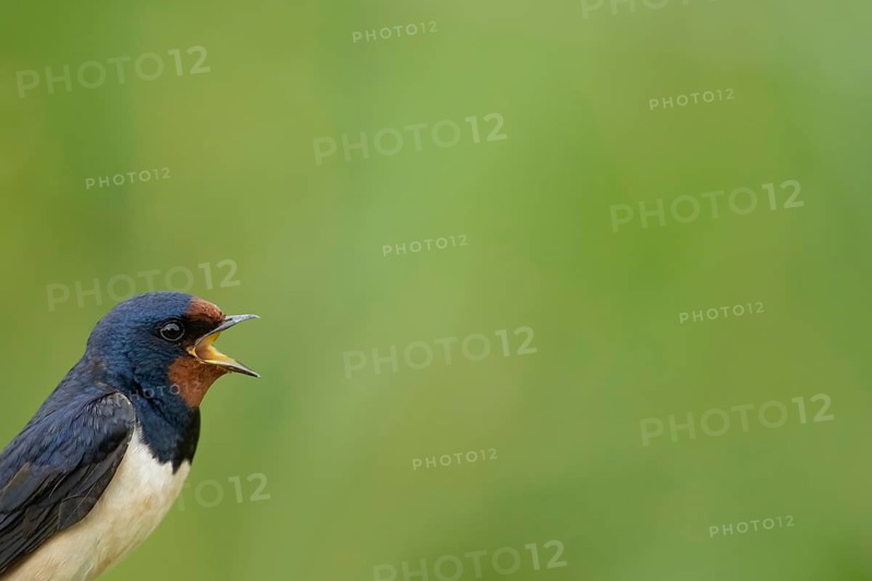 Barn swallow (Hirundo rustica) adult bird calling in summer, England, United Kingdom