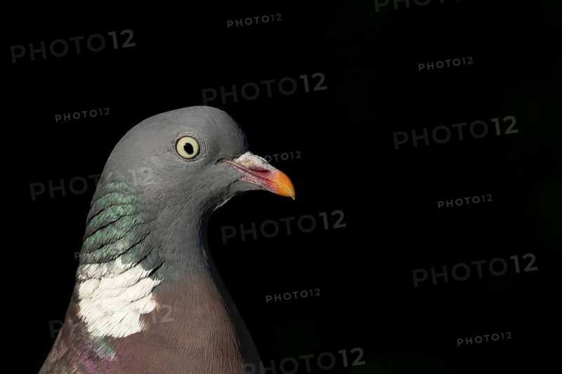 Wood pigeon (Columba palumbus) adult garden bird head portrait, Suffolk, England, United Kingdom