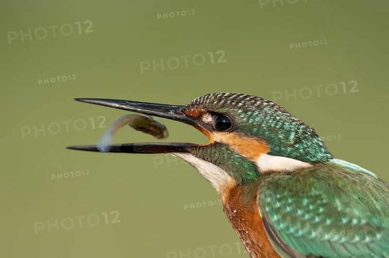 Common Kingfisher (Alcedo atthis) male eats a fish, Rishon LeZion, Israel