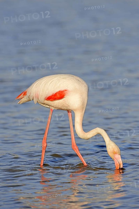 Greater flamingo (Phoenicopterus roseus) foraging, Camargue, Provence, southern France
