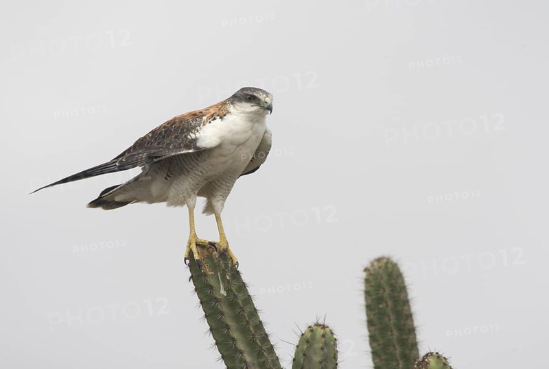 Variable Hawk (Geranoaetus polyosoma), Guayas, Ecuador