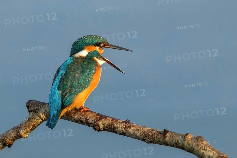 Common Kingfisher (Alcedo atthis) female regurgitating pellet, Mecklenburg-Western Pomerania, Germany