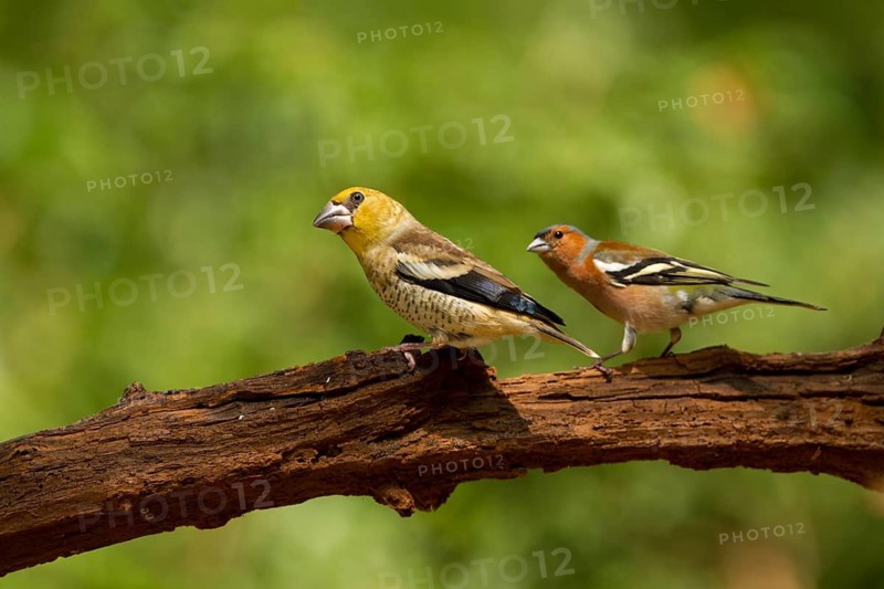 Hawfinch (Coccothraustes coccothraustes) juvenile male, Utrecht, Netherlands