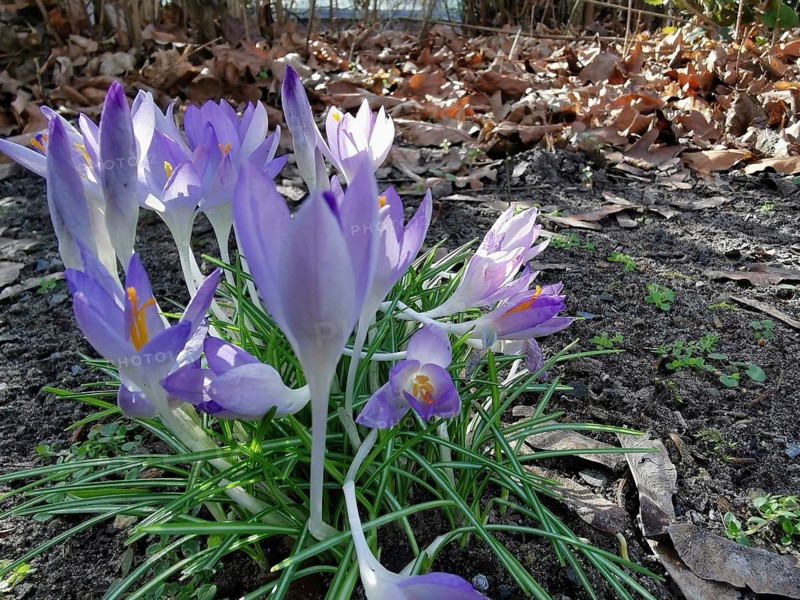 Purple crocuses (crocus) blooming on dark soil in spring, Berlin