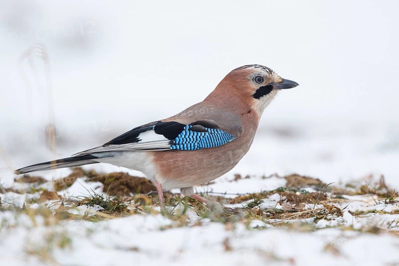 Eurasian Jay (Garrulus glandarius), Carinthia, Austria