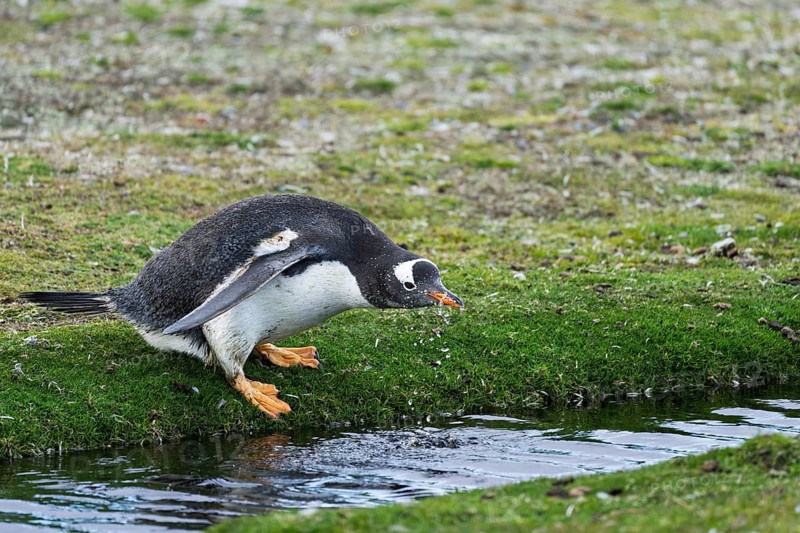 Gentoo penguin (Pygoscelis papua) bends down to drink on the grassy shore of a freshwater pond, Volunteer Point, Falkland Islands