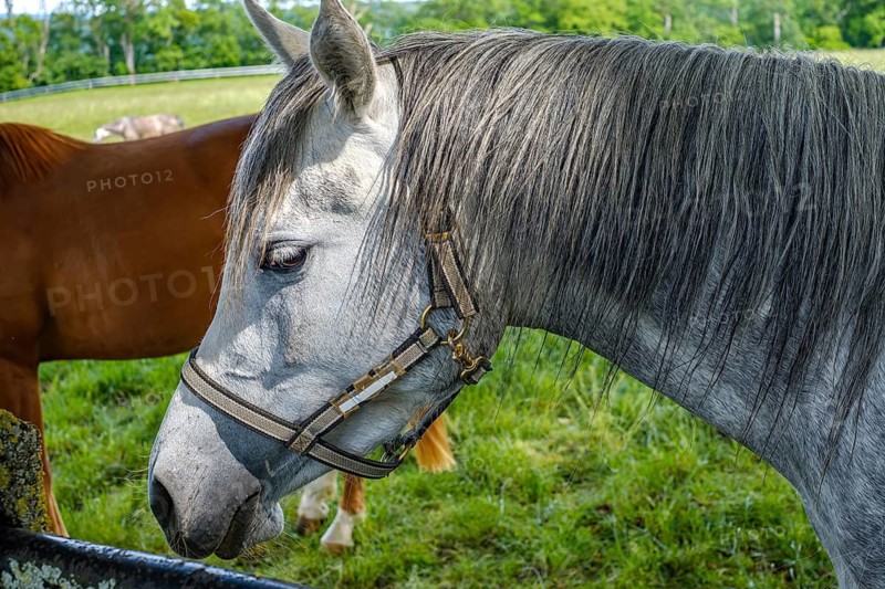 Young horses grazing in the paddocks of the Marbach Principal and State Stud's foal farm in St. Johann, Baden-Württemberg, Germany
