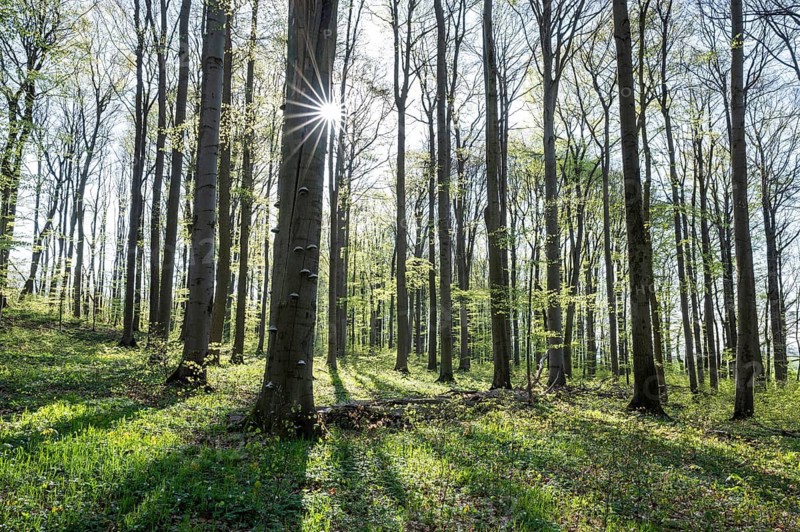 Red beech forest (Fagus sylvatica) in spring, with sunstar, Thuringia, Germany