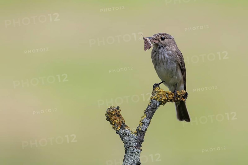 Spotted Flycatcher (Muscicapa striata) perched on a branch with insect prey in its beak, Lower Saxony, Germany