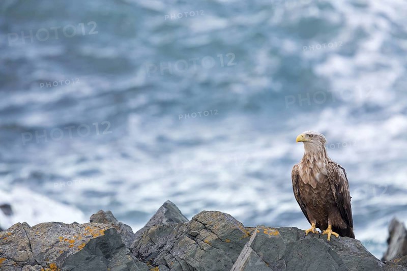White-tailed eagle, bird of prey, animals, birds, (Haliaeetus albicill), Haliaaetus albicilla, hawk family, perch on rocks by the sea, Varanger, Finnmark, Norway