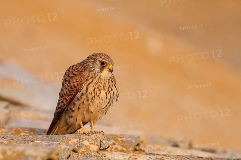 Lesser Kestrel (Falco naumanni), female resting on roof, Castile-La Mancha, Spain