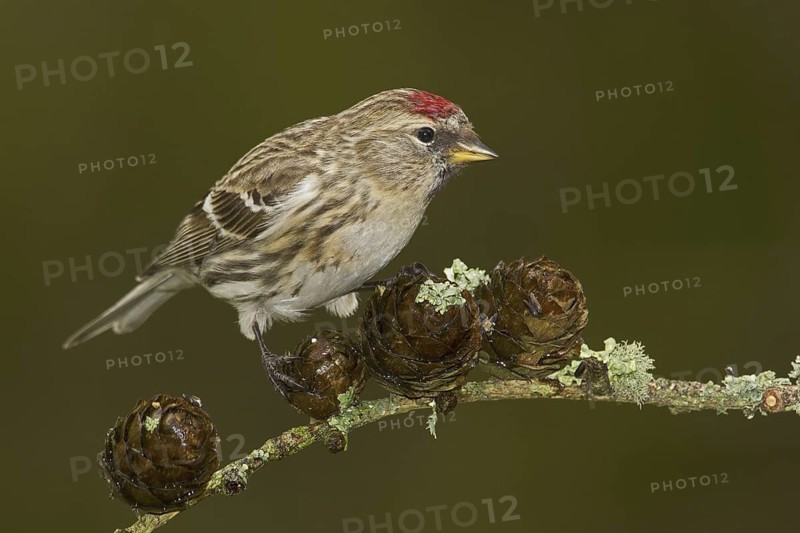 Lesser Redpoll (Acanthis cabaret), Wales, United Kingdom