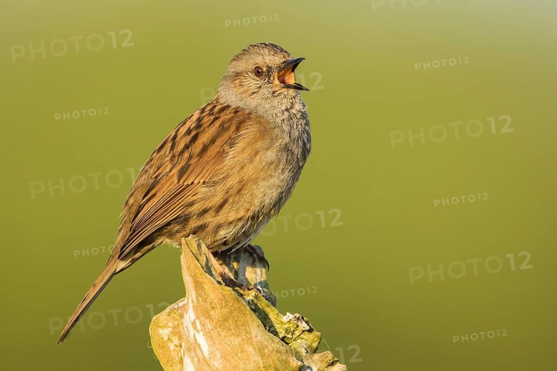 Dunnock (Prunella modularis) singing from a branch, Baden-Wuerttemberg, Germany