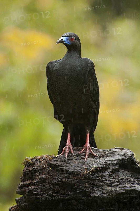 Black Guan (Chamaepetes unicolor), Costa Rica