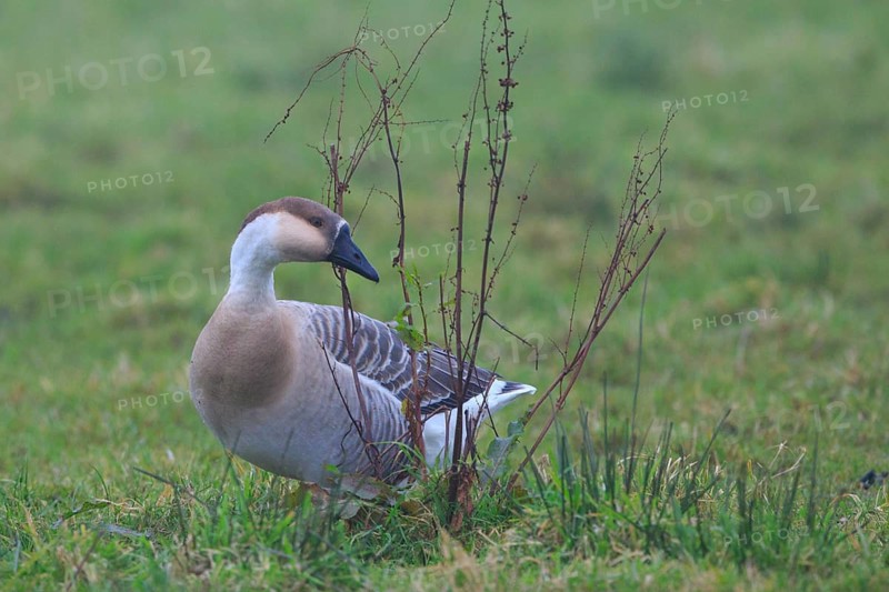 Swan Goose (Anser cygnoides), Netherlands
